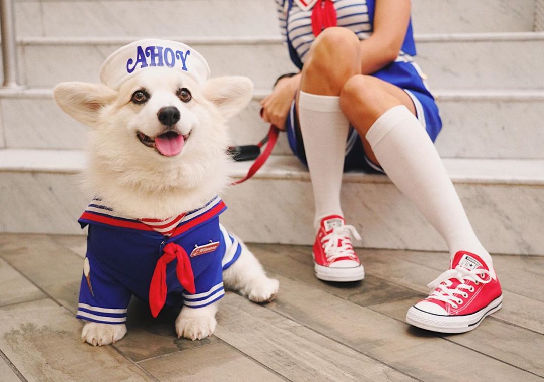 24 Dog Instagram Accounts to Follow xoxoBella