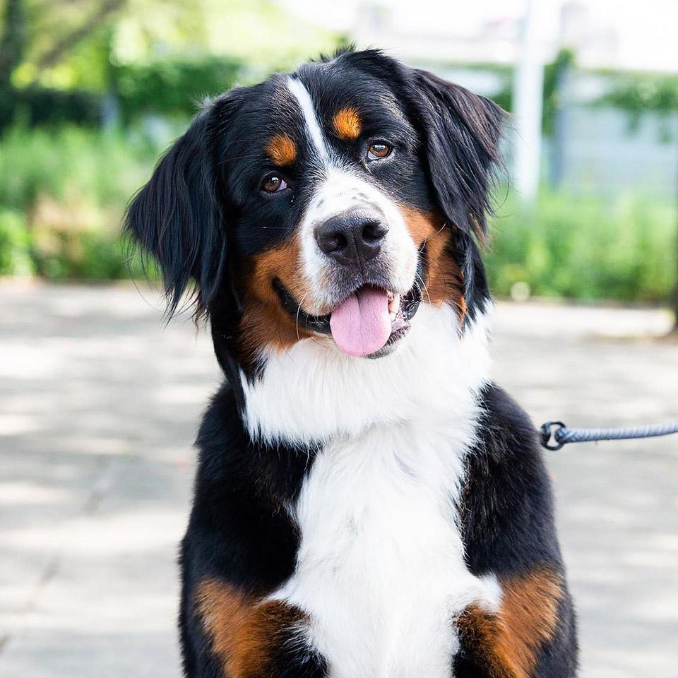 Lifestyle blogger, Bella Bucchiotti of xoxoBella shares about all the dog Instagram accounts that you need to follow. Accounts to follow for the dog lover!
