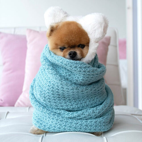 24 Dog Instagram Accounts to Follow xoxoBella