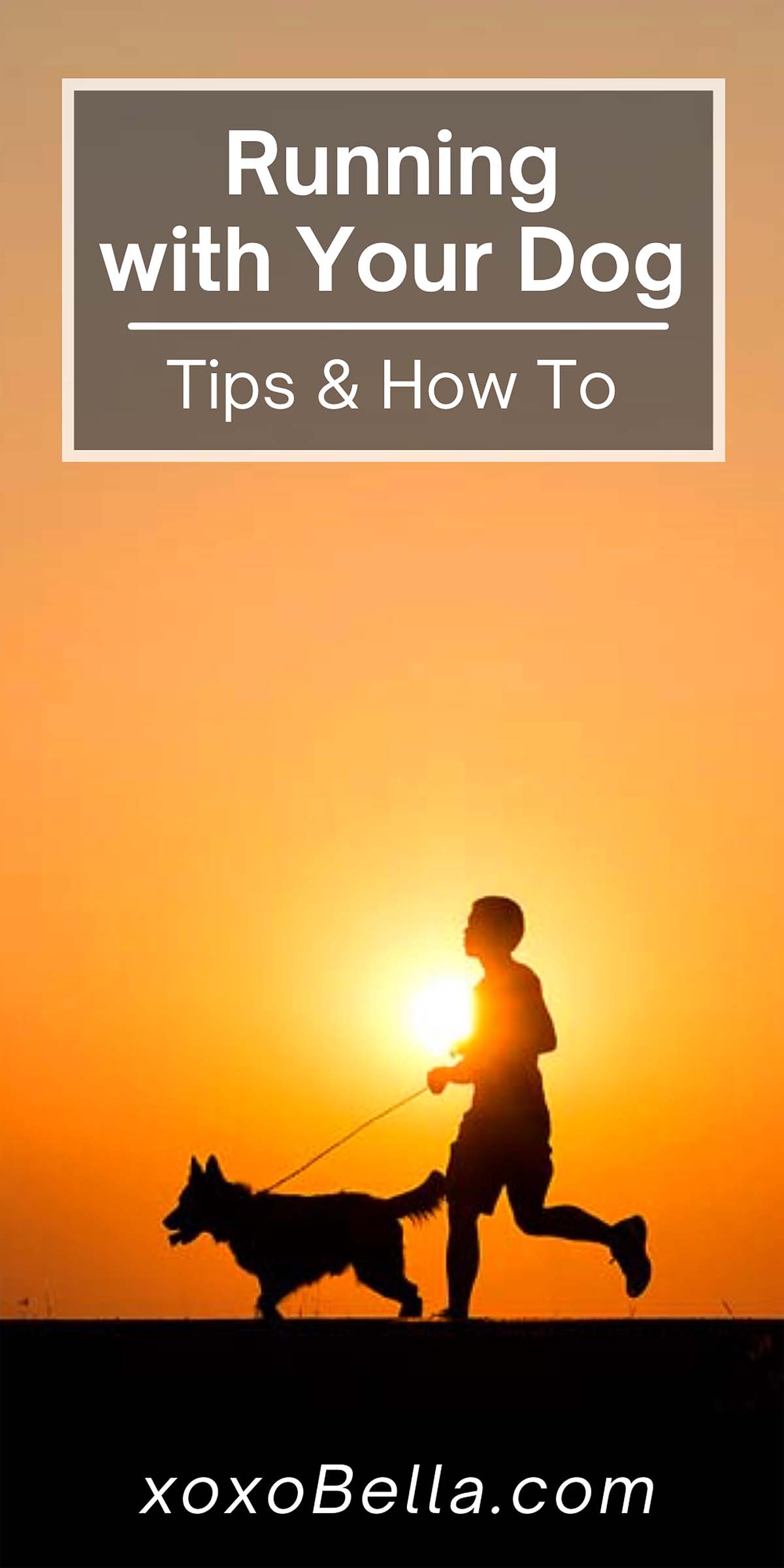 Guide to Running with Your Dog Helpful Tips for Beginners xoxoBella