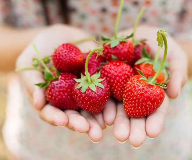 Lifestyle and food blogger, Bella Bucchiotti of xoxoBella, shares a guide to strawberries in BC and WA and tips for strawberry season.