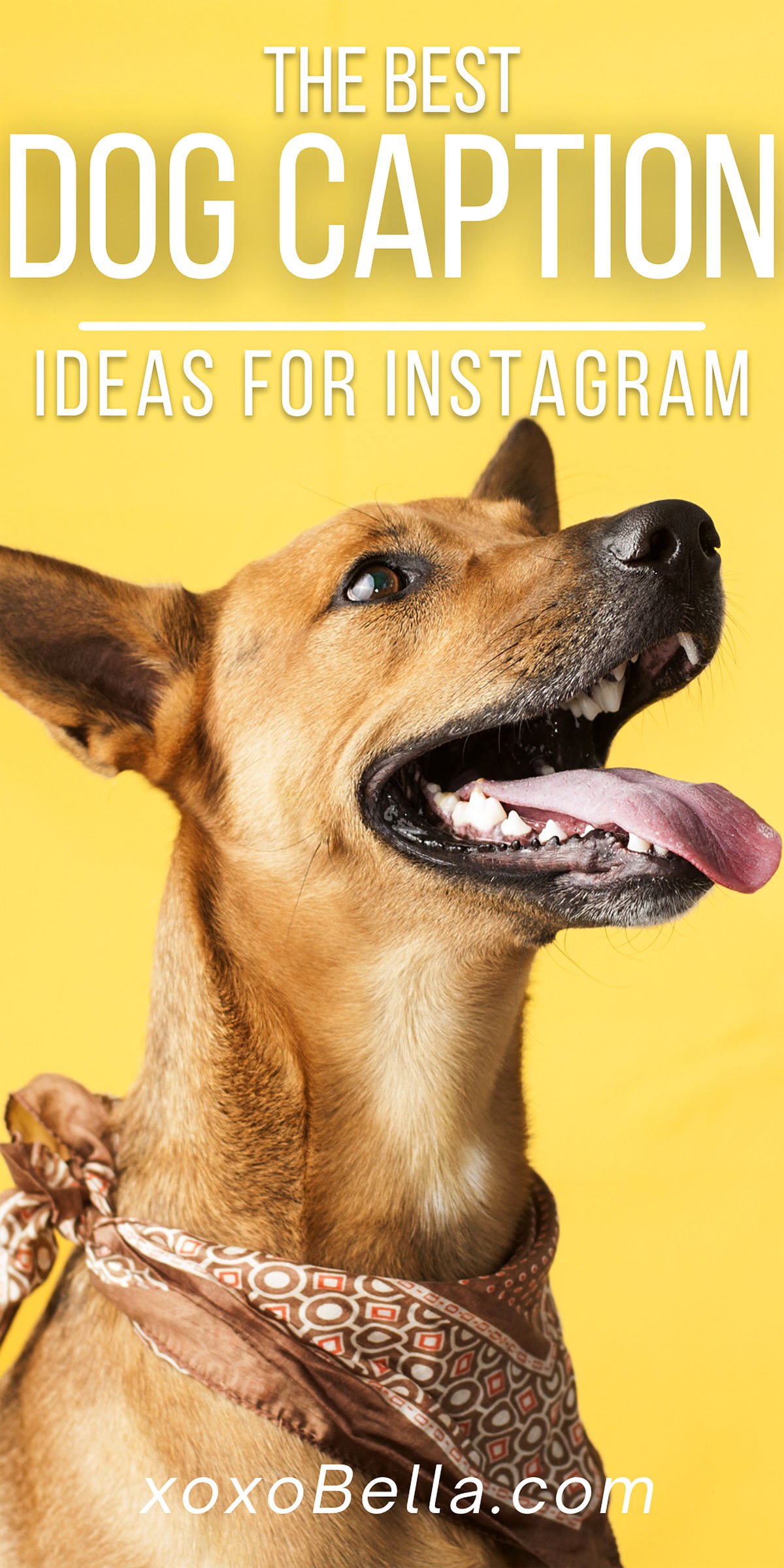 80 Pawfect Dog Instagram Captions xoxoBella