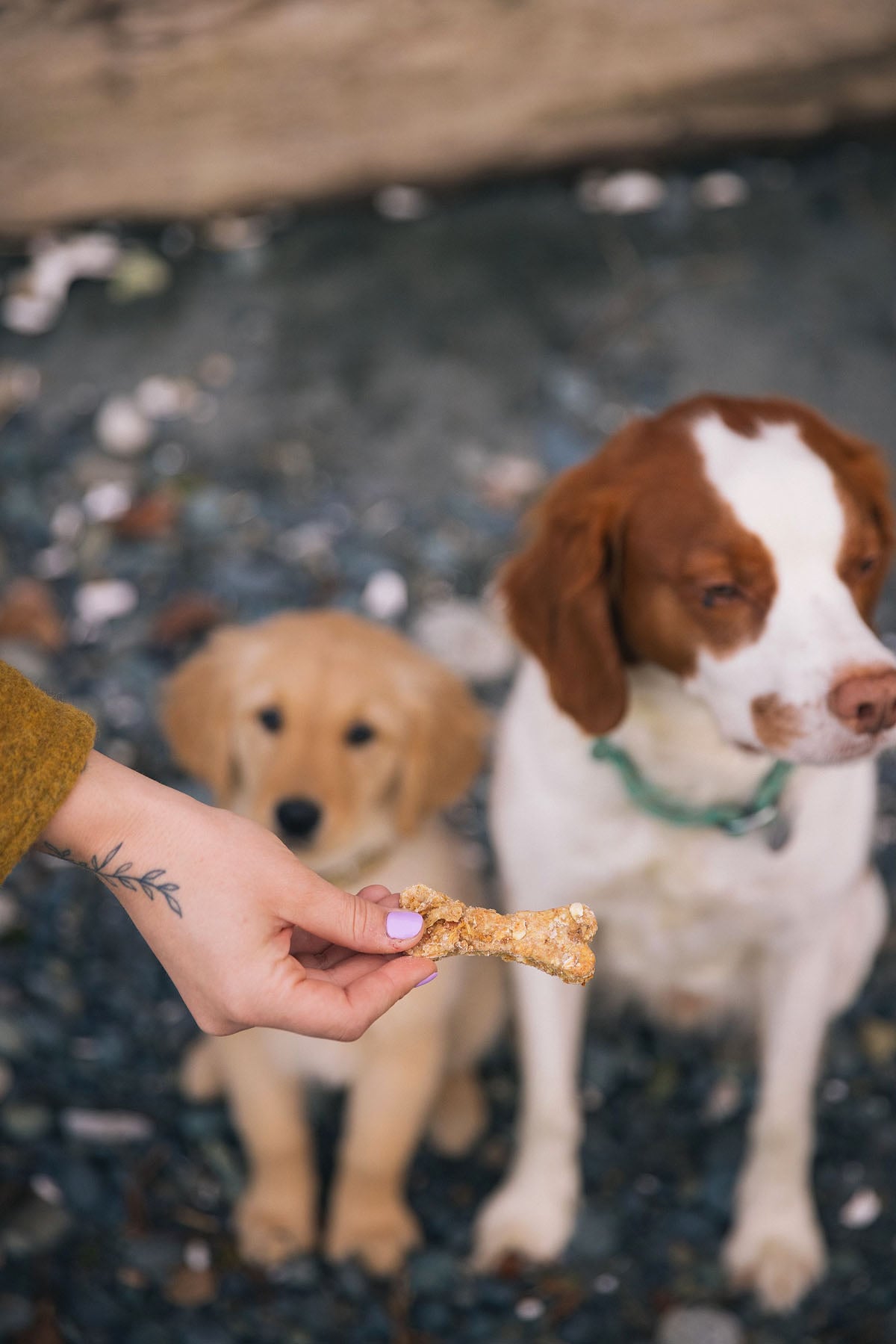 Sweet Potato and Bacon Dog Treat Recipe xoxoBella