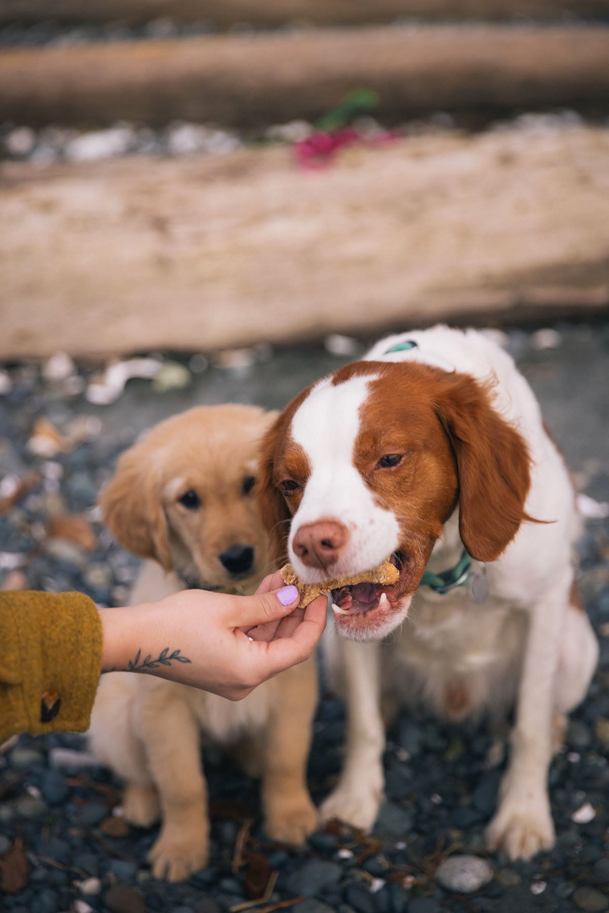 Sweet Potato and Bacon Dog Treat Recipe xoxoBella