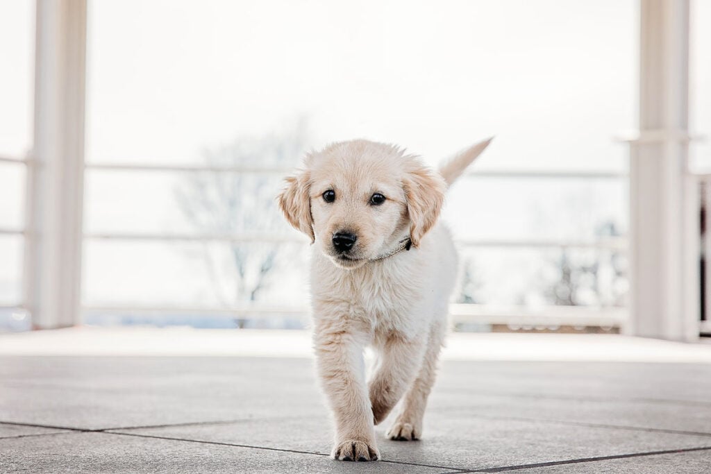 Rare best sale dog names