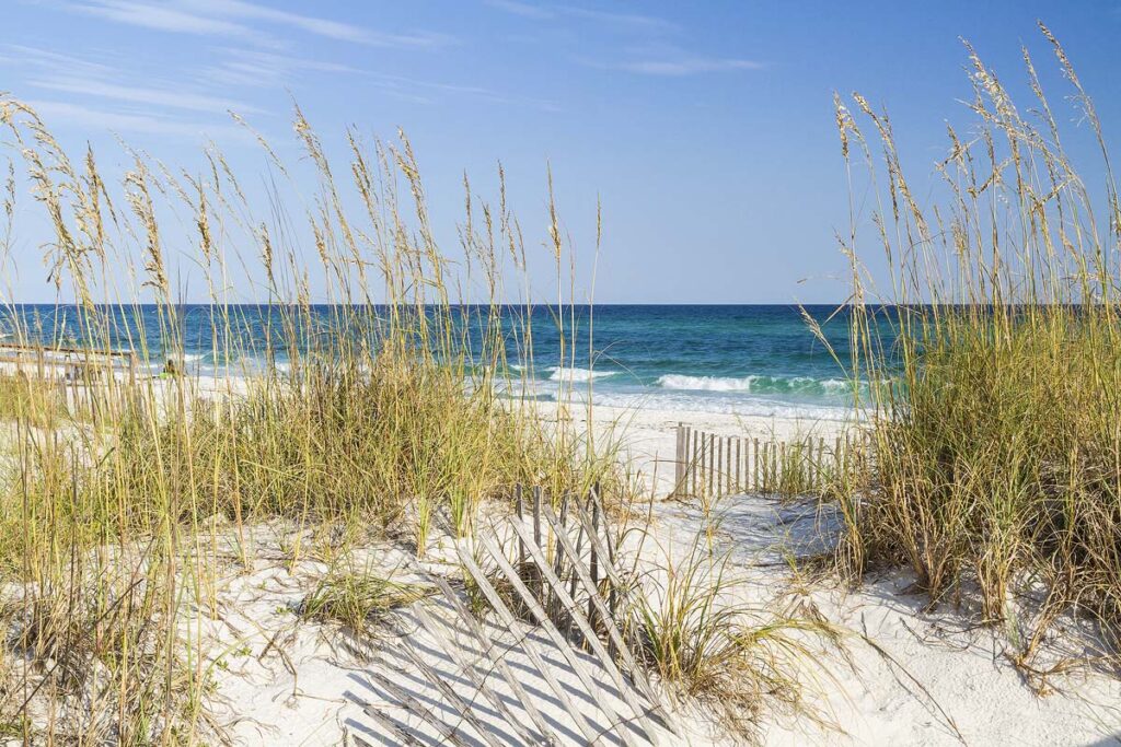 Dune fence and sea oats on the dunes at Pensacola Beach, Florida on Gulf Islands National Seashore.