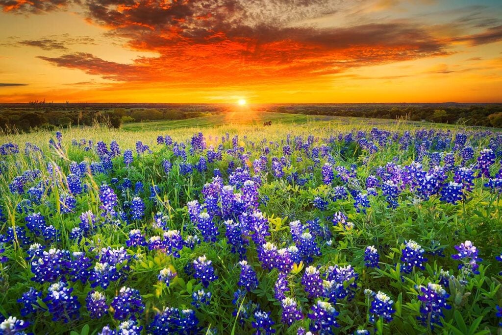 Texas pasture filled with bluebonnets at sunset.