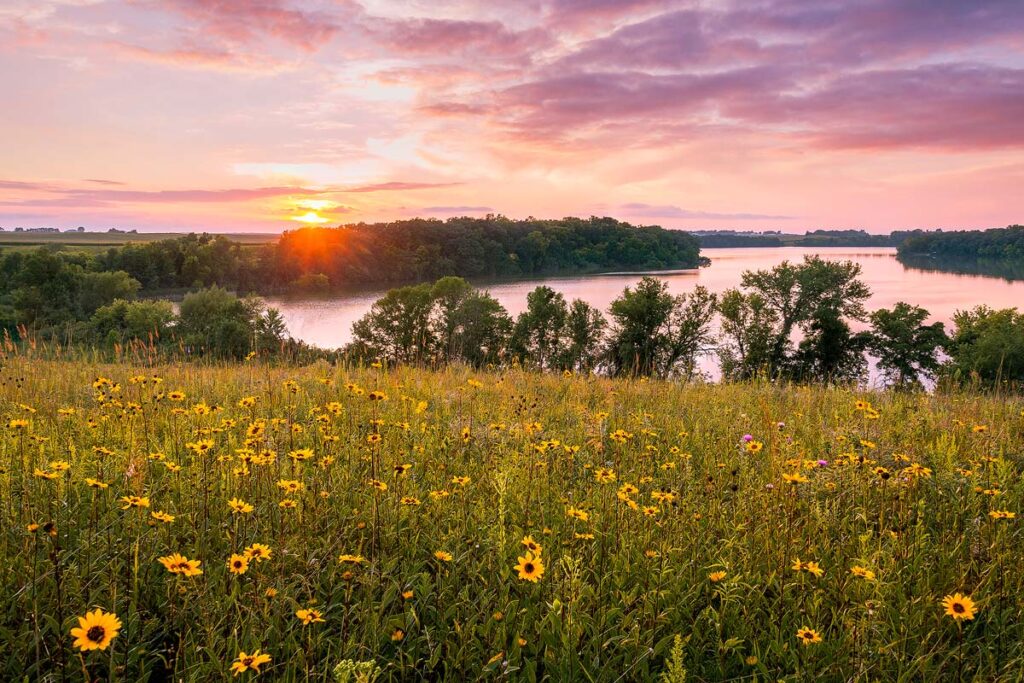 Minnesota Summer Flowers.