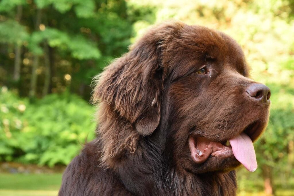 Beautiful profile of a large brown Newfoundland dog.