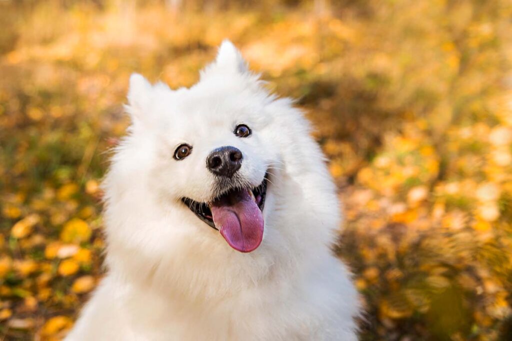 Portrait of white Samoyed dog walks and runs through the autumn yellow forest with leaves.