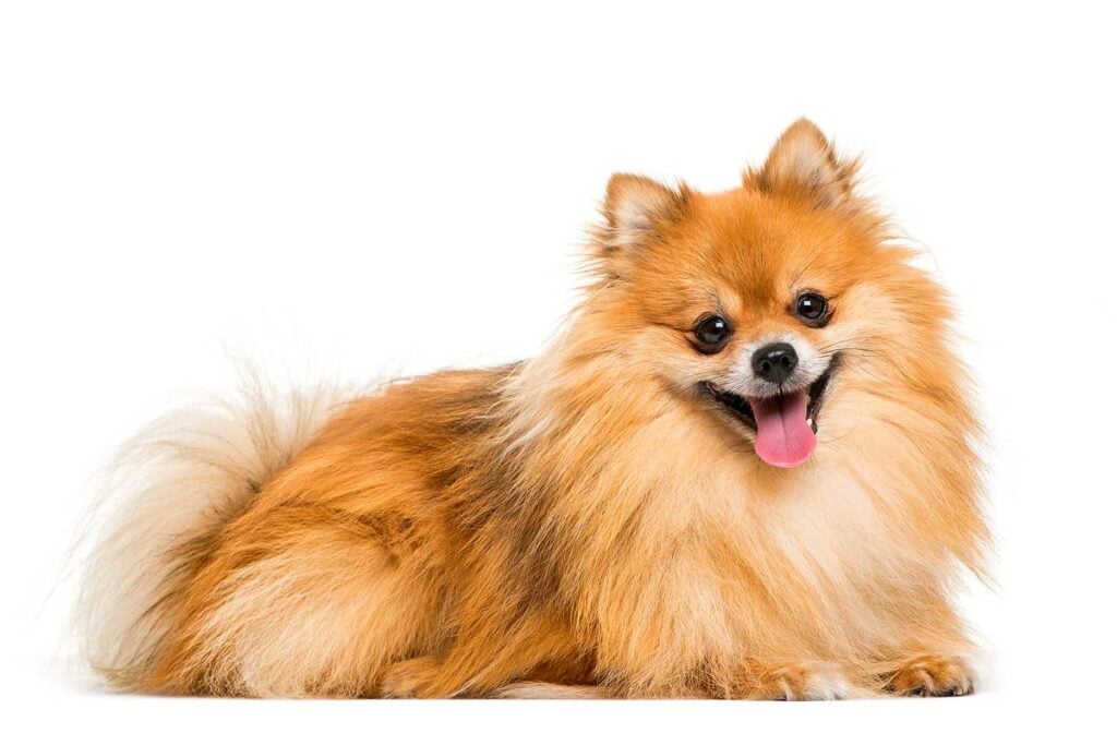 Pomeranian lying in front of white background.