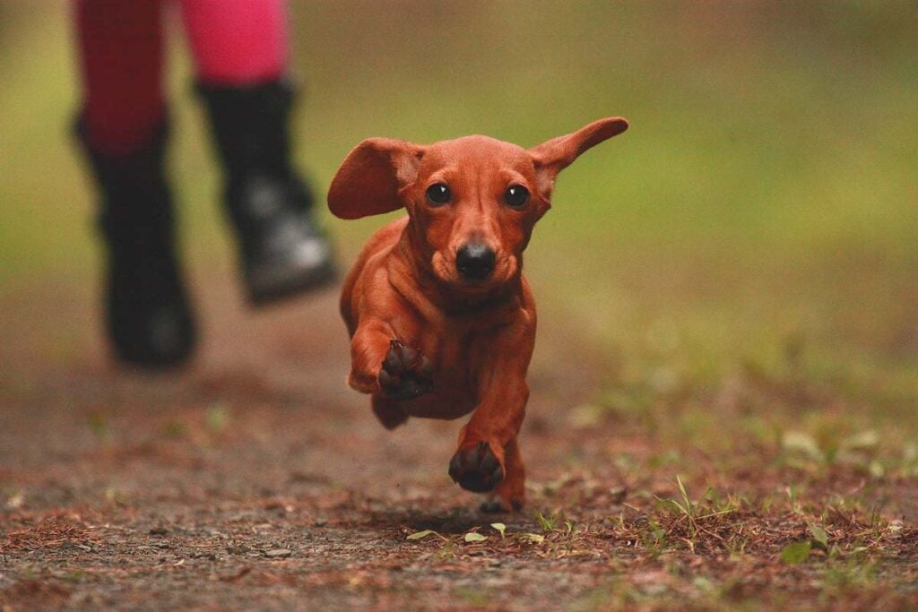 Dachshund running with owner.