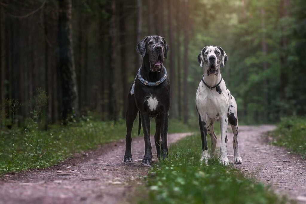 Great dane in beautiful landscapes.