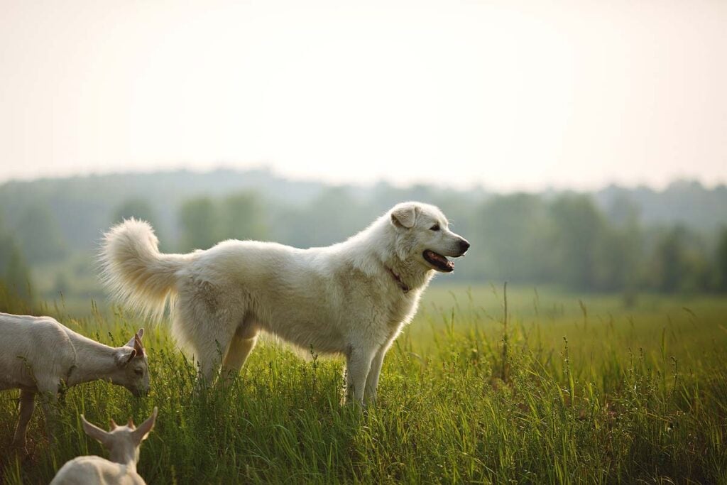 A maremma sheepdog on a small farm in Ontario, Canada.