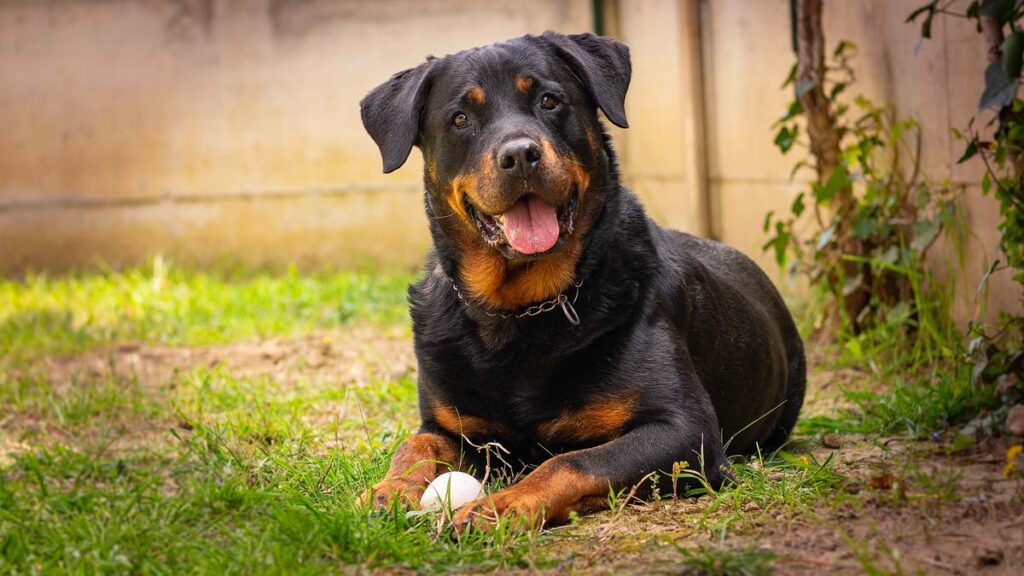 Rottweiler dog play with the ball in the garden happy.