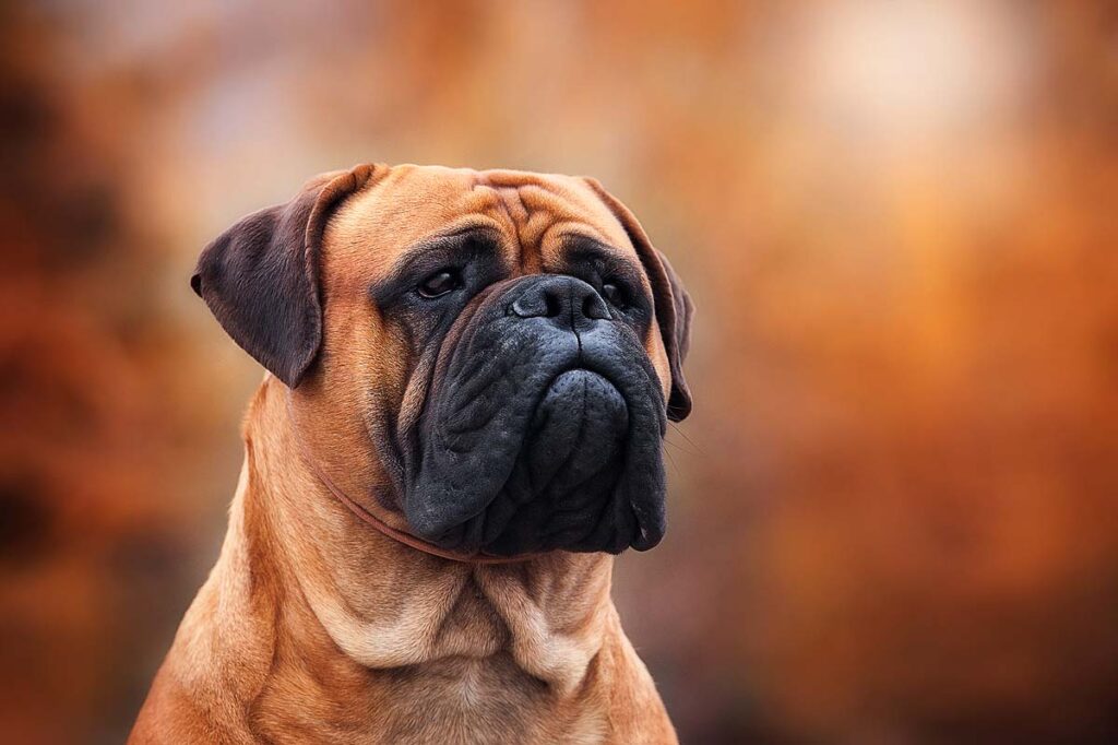 Portrait of a dog of a breed bulmasstif.