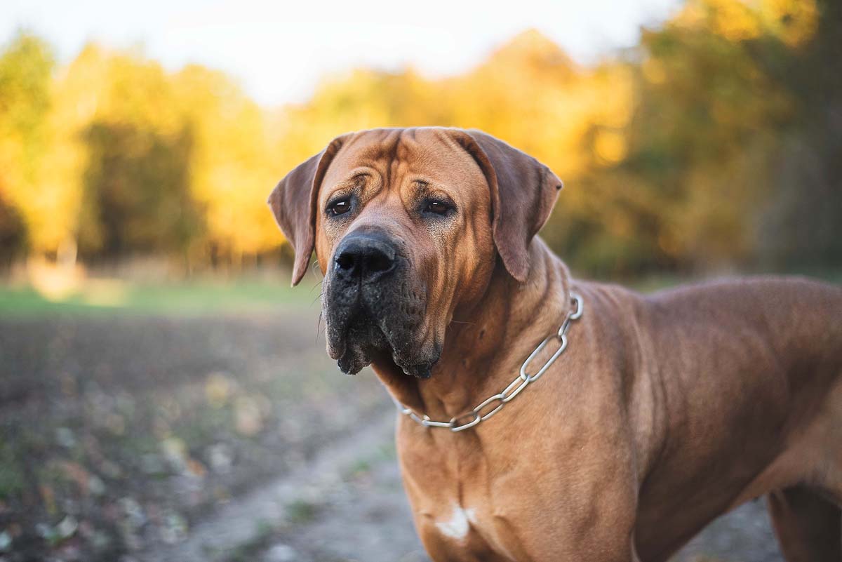 10 Dog Breeds People Voted as Most Dangerous in the World xoxoBella