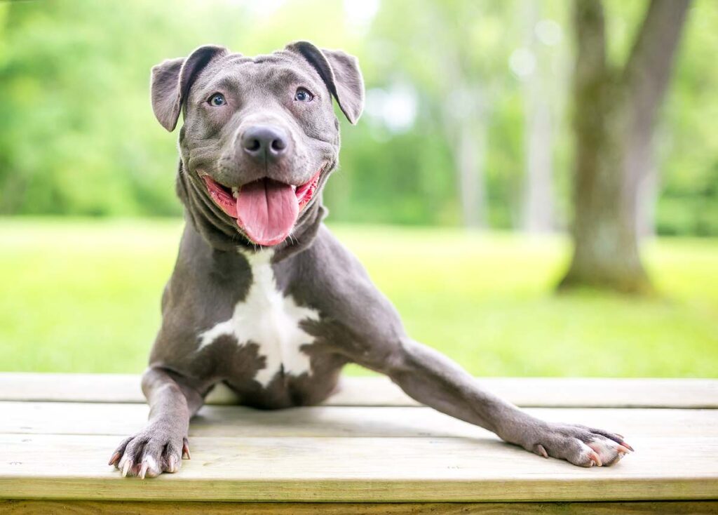 A happy blue and white Pit Bull Terrier mixed breed dog.