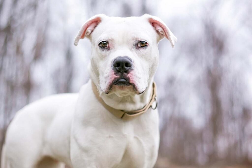 A white American Bulldog mixed breed dog wearing a collar and looking at the camera.