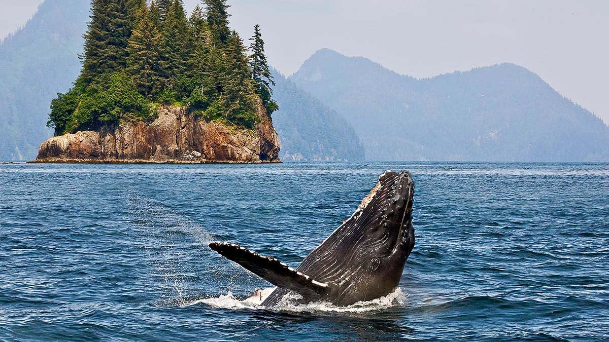 Humpbacks whale breaching jumping in Alaska.