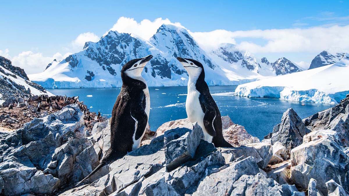 Chinstrap penguins, Antarctica,