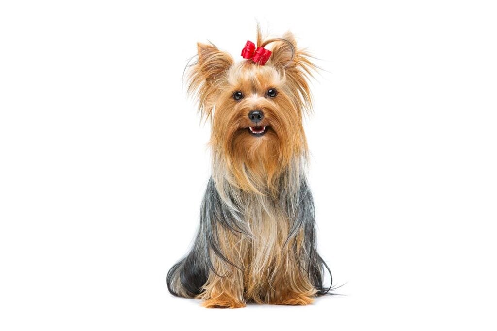 9 Dog Breeds Voted the Most Cuddly and Affectionate xoxoBella