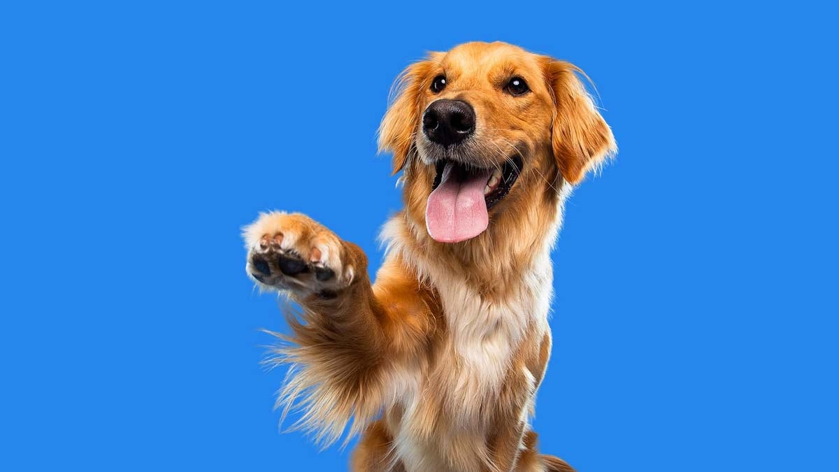 Beautiful golden retriever puppy dog isolated on blue background.