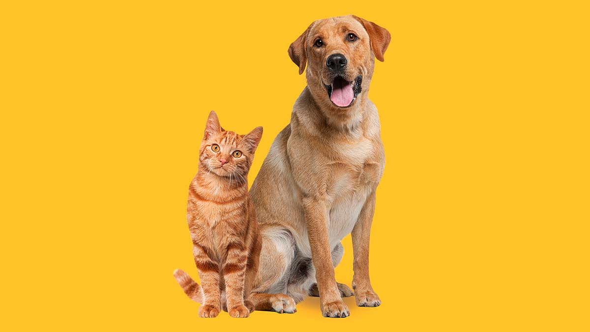 7 Best Dog Breeds for Homes with Cats as Voted by Pet Parents xoxoBella