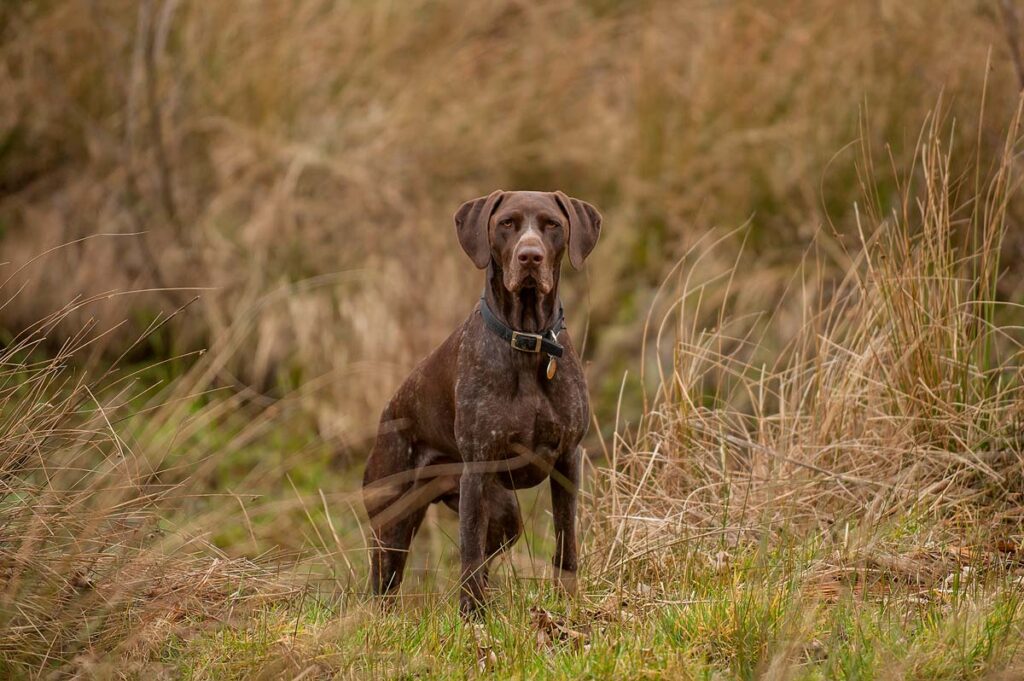A German Short haired Pointer in the field.