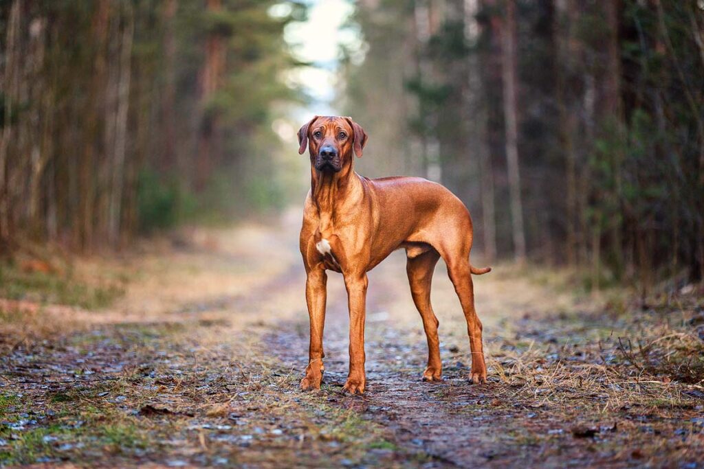 Beautiful Rhodesian ridgeback dog.