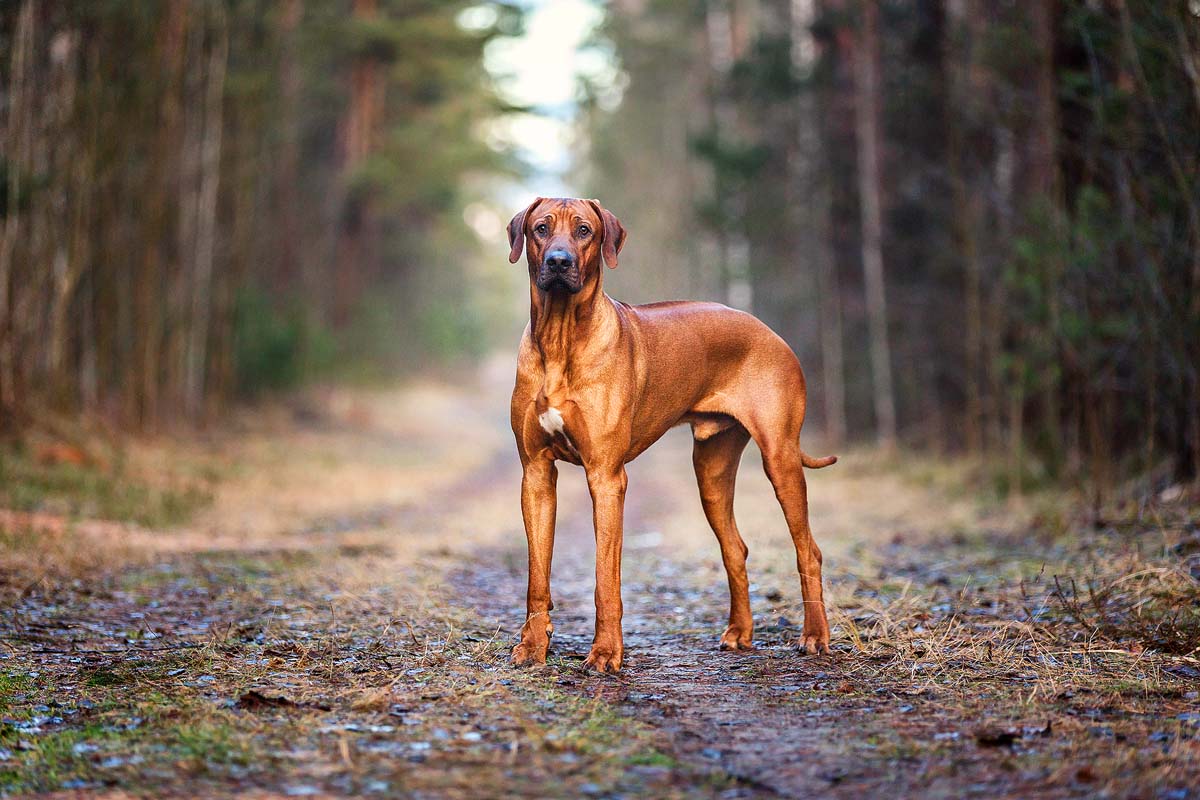 7 of the Best Dog Breeds for an Active Lifestyle xoxoBella