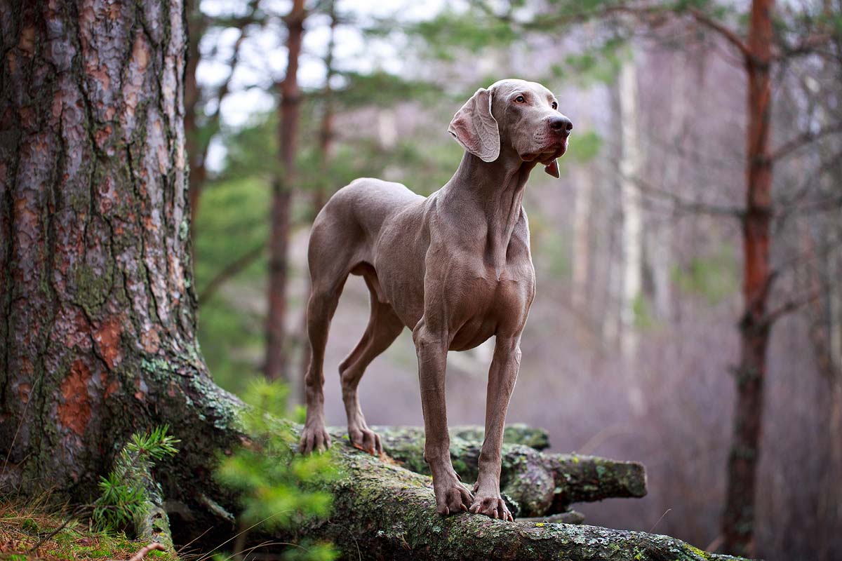 7 of the Best Dog Breeds for an Active Lifestyle xoxoBella