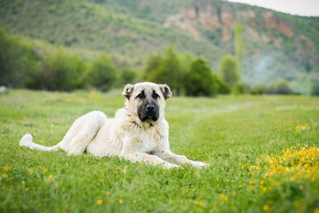 Anatolian sheepdog kangal posing in grass.