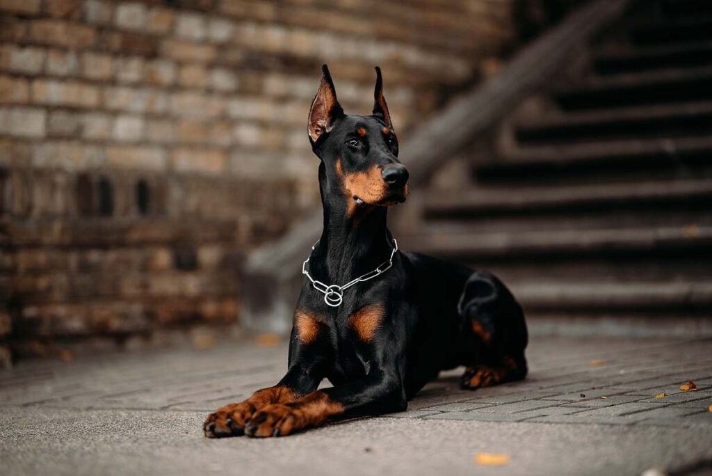 The young doberman female posing.