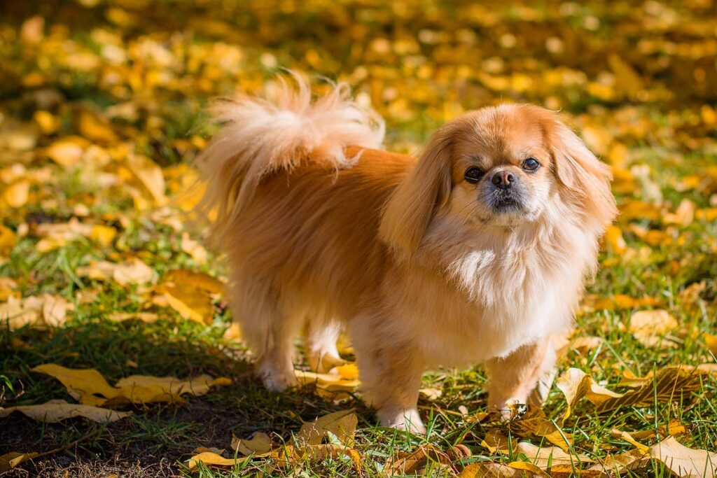 Cute and funny red light pekingese dog in autumn park playing with leaves and joyful. Best human friend. Pretty mature dog in garden around sunlight.