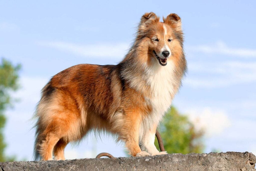 Stunning smart nice fluffy sable white shetland sheepdog, sheltie standing on the rock on a sunny day. Small, little beauty collie dog, lassie portrait in summer time.
