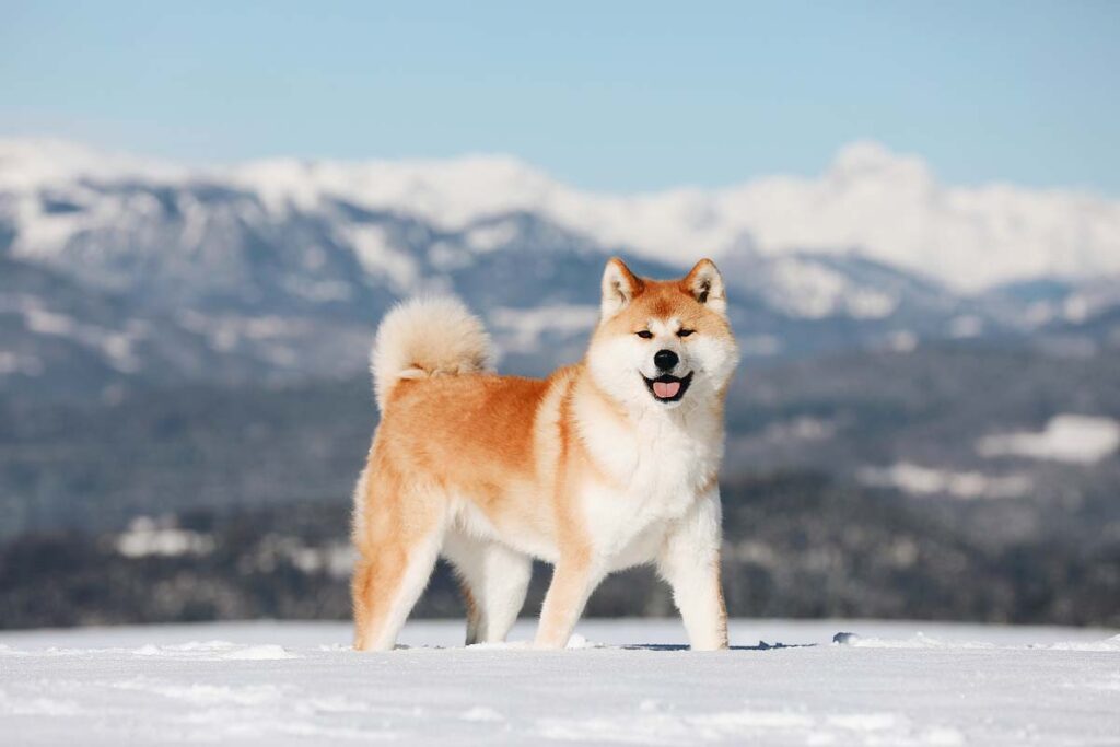 Akita inu dog enjoy the winter.