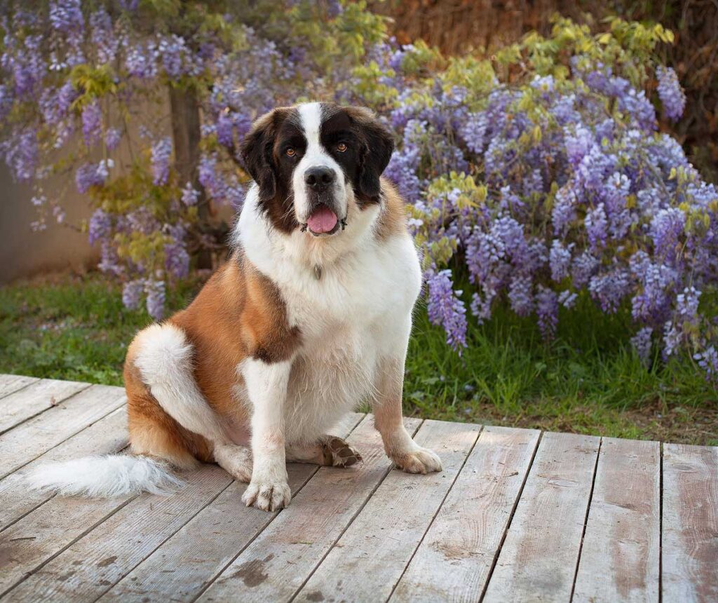 Saint Bernard Dog sits patiently in front of a wisteria purple vine tree on a wooden platform.