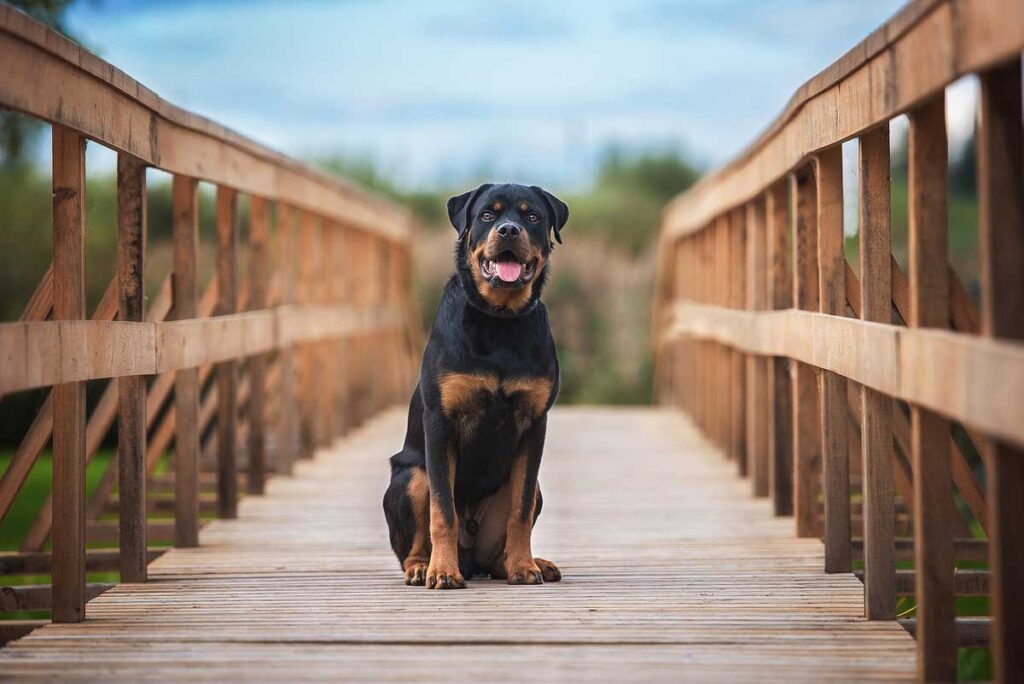Rottweiler dog sitting on the bridge.