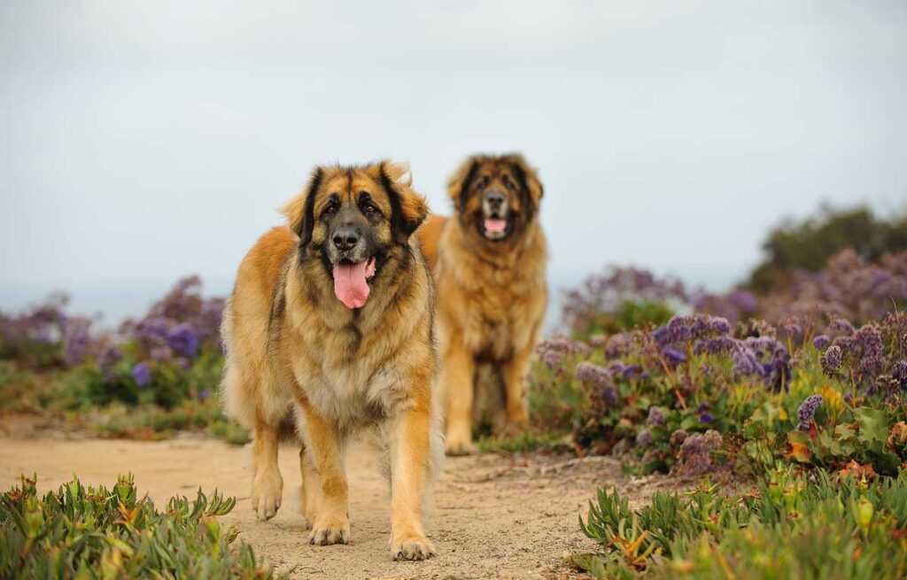 Two Leonberger dogs outdoor portrait standing in field.