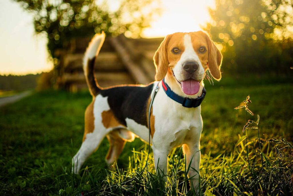 Dog portrait back lit background. Beagle with tongue out in grass during sunset in fields countryside.