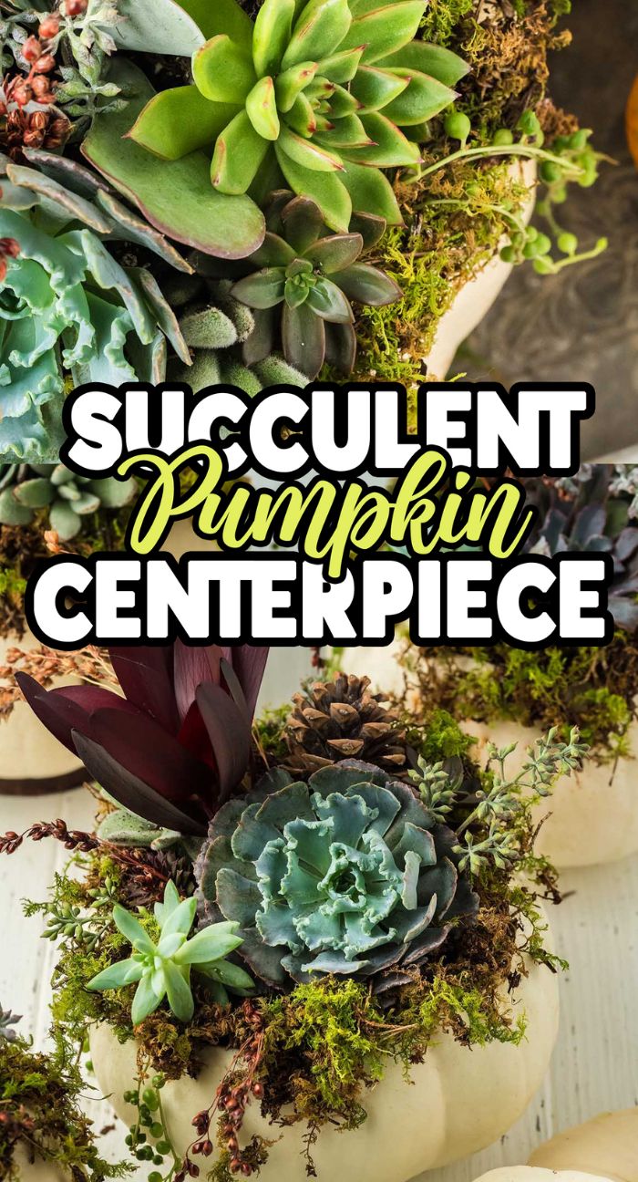 Various succulents and moss arranged on top of small white pumpkins create a festive Succulent Pumpkin Centerpiece.