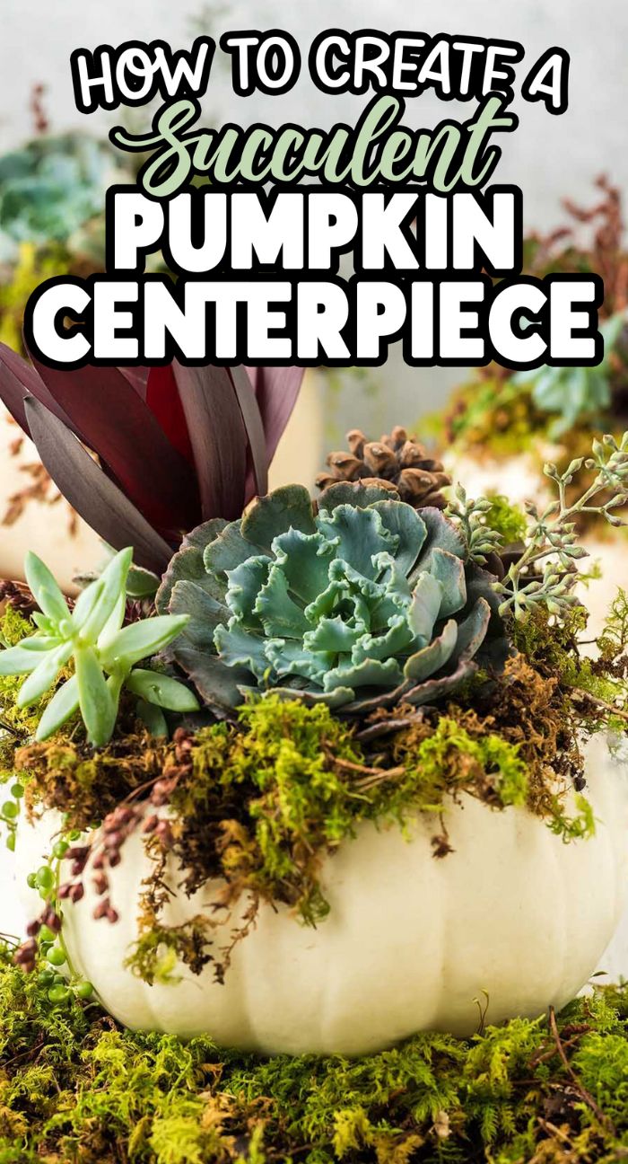Create a Succulent Pumpkin Centerpiece by decorating a white pumpkin with lush succulents, vibrant greenery, and soft moss. Learn how to craft this elegant and unique centerpiece for your table.