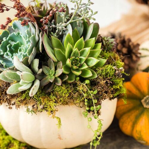 How to Create a Succulent Pumpkin Centerpiece xoxoBella