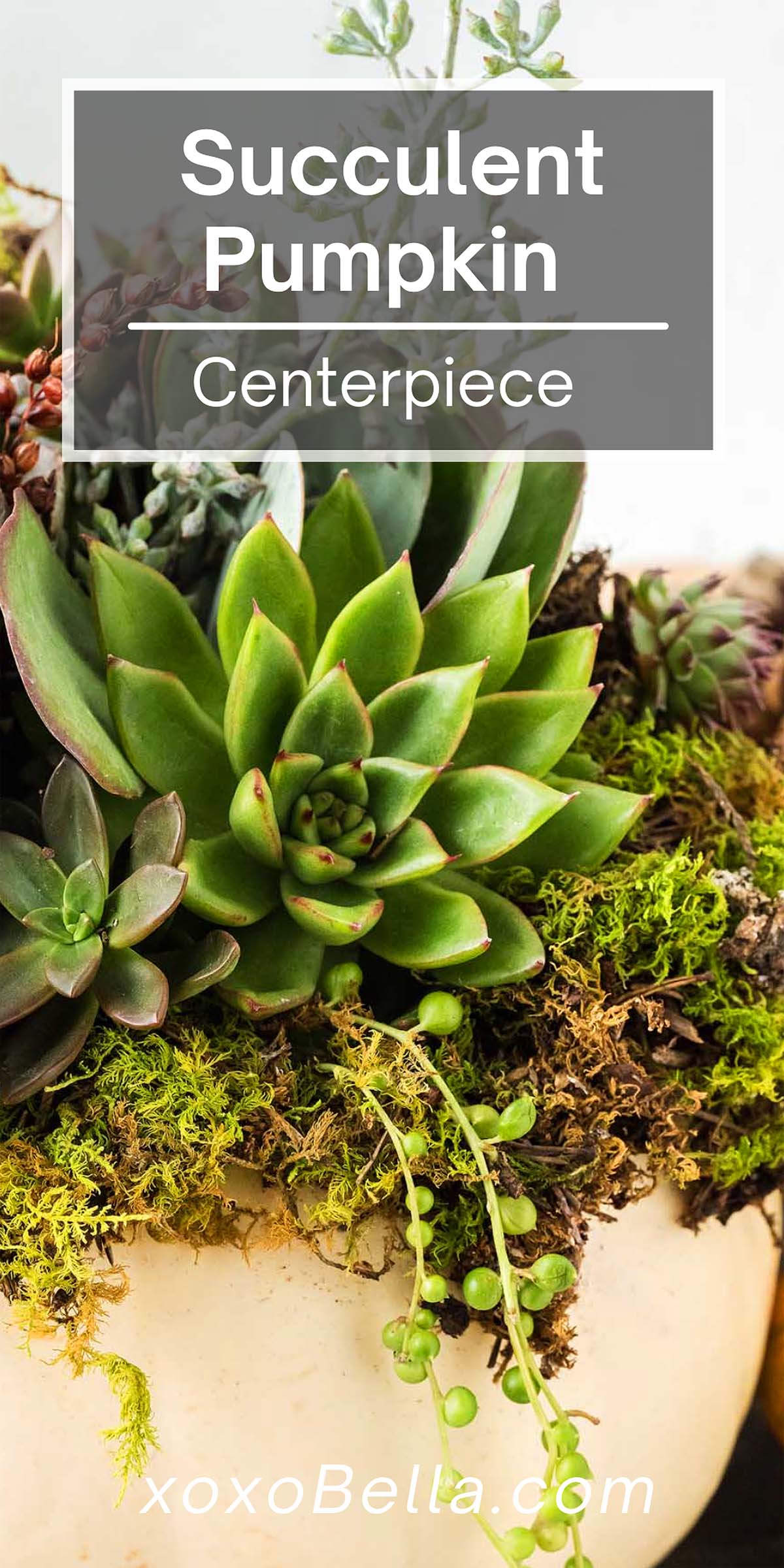 How to Create a Succulent Pumpkin Centerpiece xoxoBella