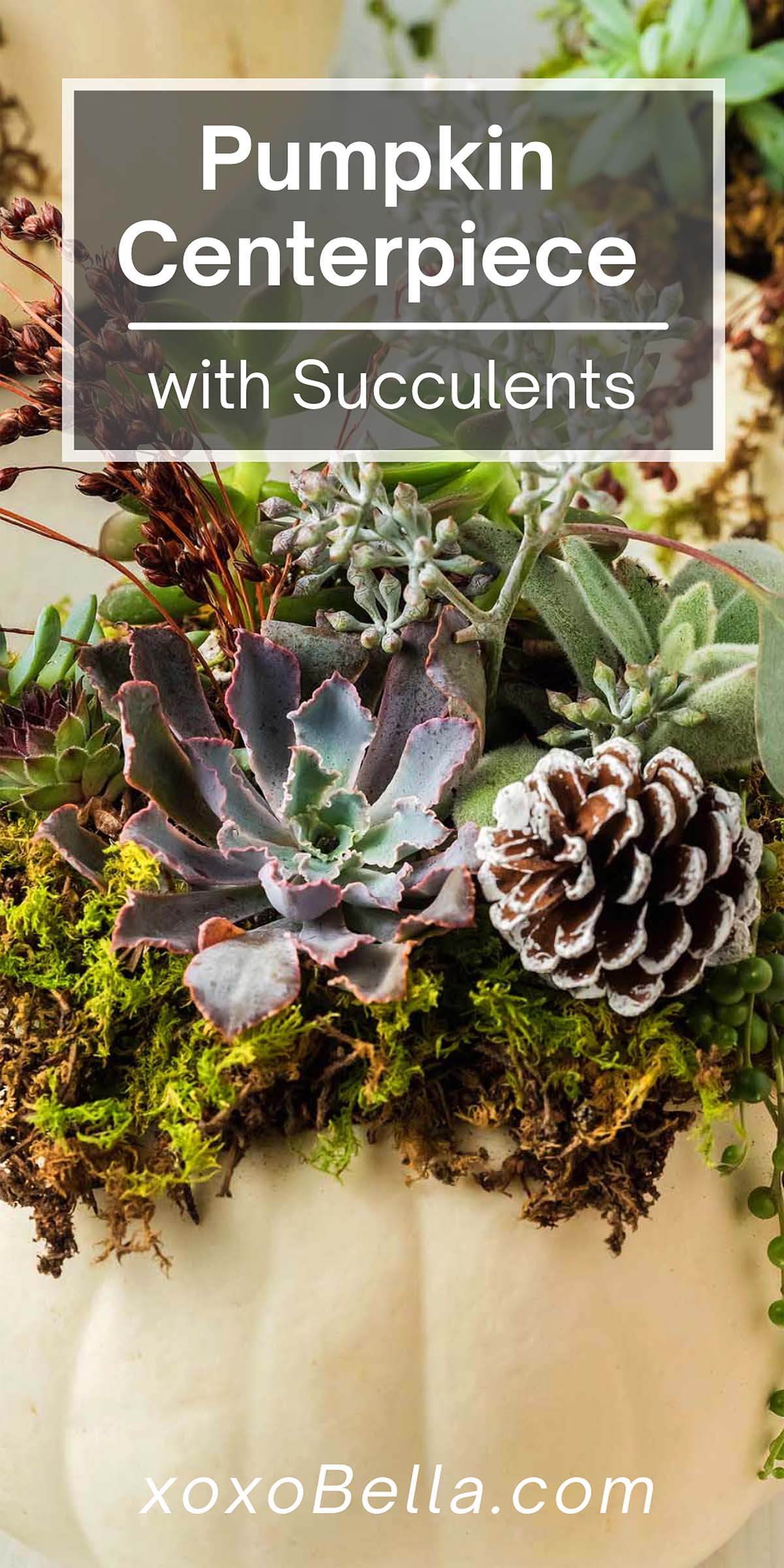 How to Create a Succulent Pumpkin Centerpiece xoxoBella