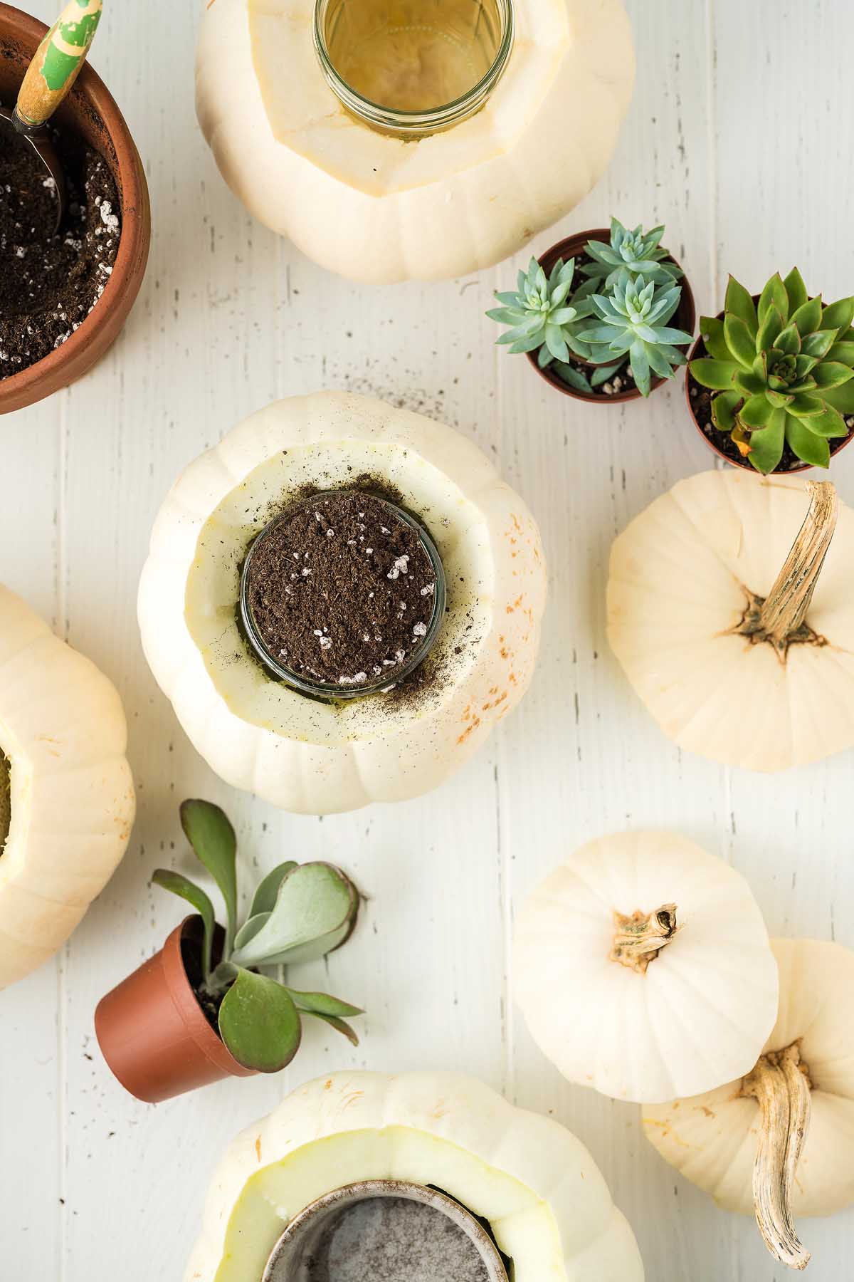 How to Create a Succulent Pumpkin Centerpiece xoxoBella