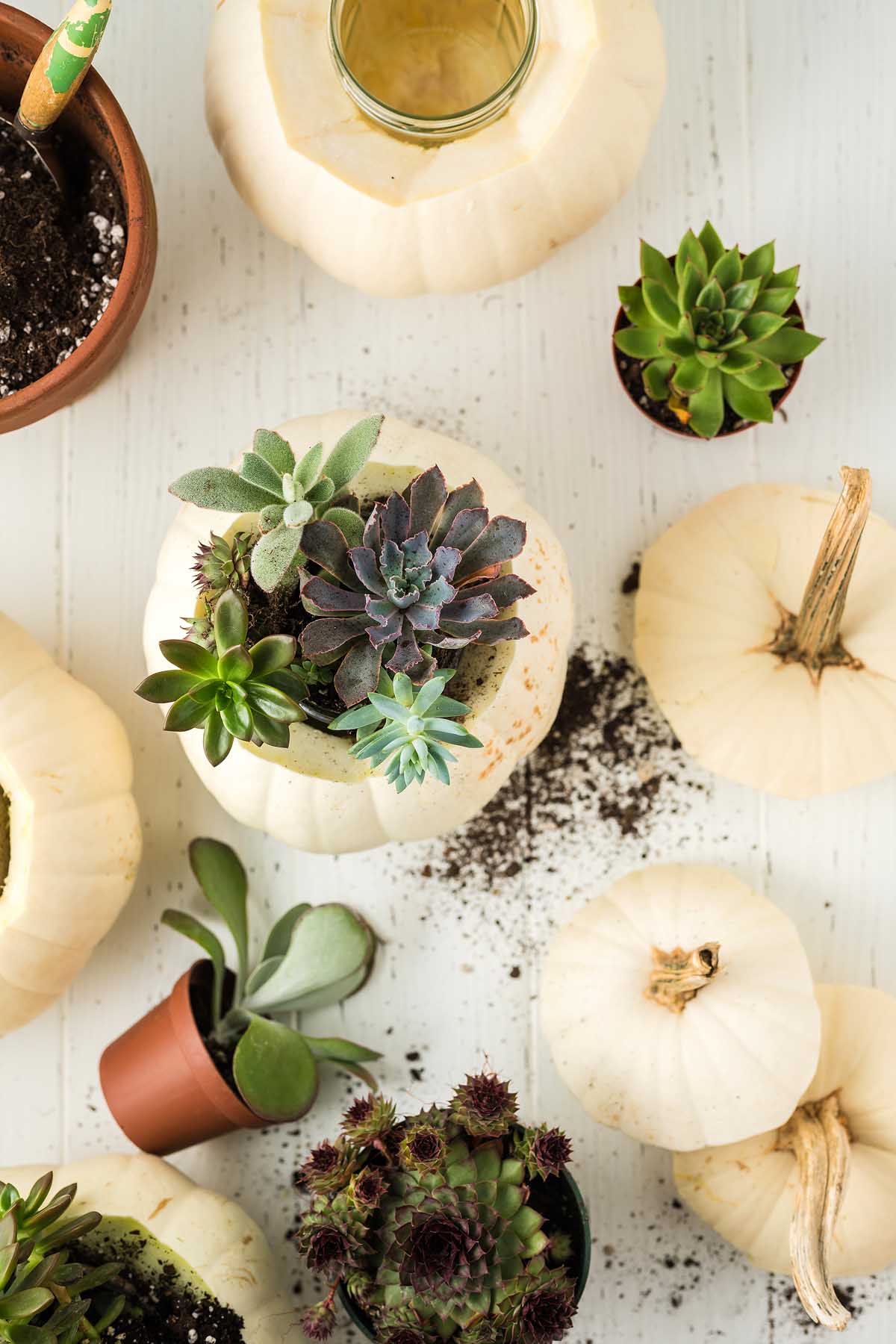 Thanksgiving succulent centerpiece with pumpkins on a white table.
