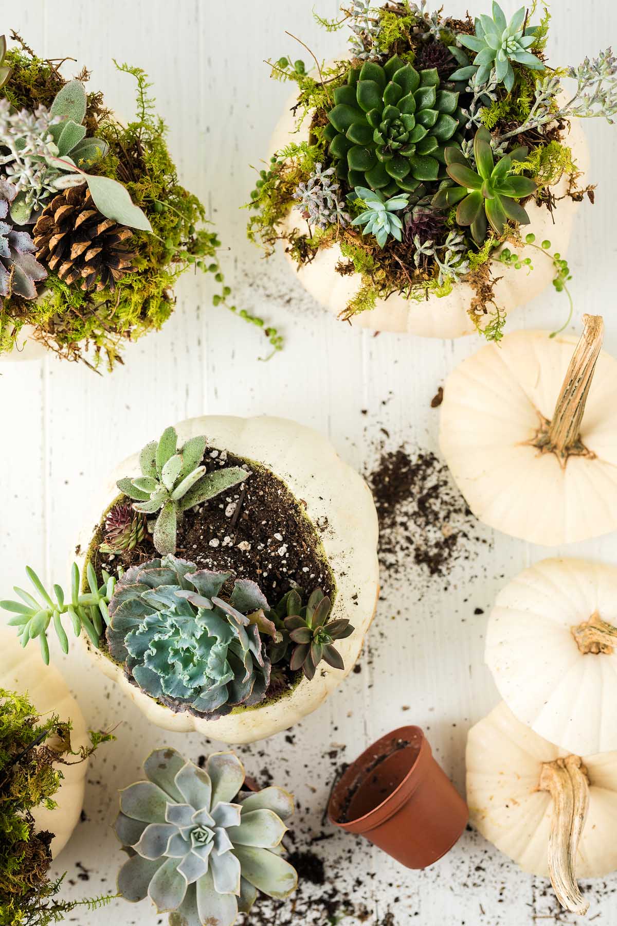 How to Create a Succulent Pumpkin Centerpiece xoxoBella