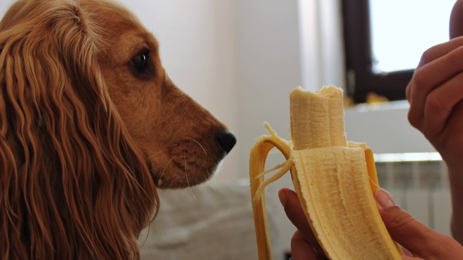 Dog eating banana